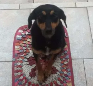 Cachorro raça SRD idade 1 ano nome Nene