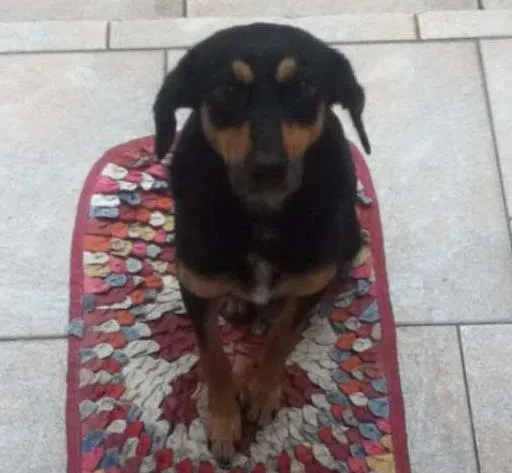 Cachorro ra a SRD idade 1 ano nome Nene