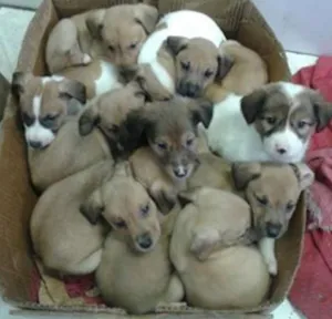 Cachorro raça Sem raça idade Abaixo de 2 meses nome Filhotes