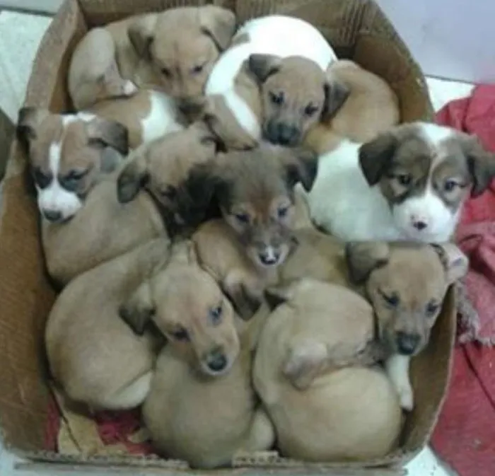 Cachorro ra a Sem raça idade Abaixo de 2 meses nome Filhotes