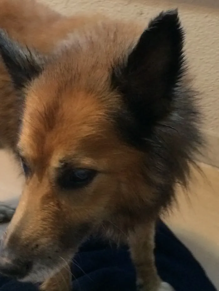 Cachorro ra a Pastor alemão - mistura idade 6 ou mais anos nome Urso 