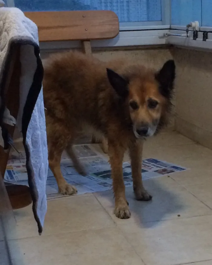 Cachorro ra a Pastor alemão - mistura idade 6 ou mais anos nome Urso 