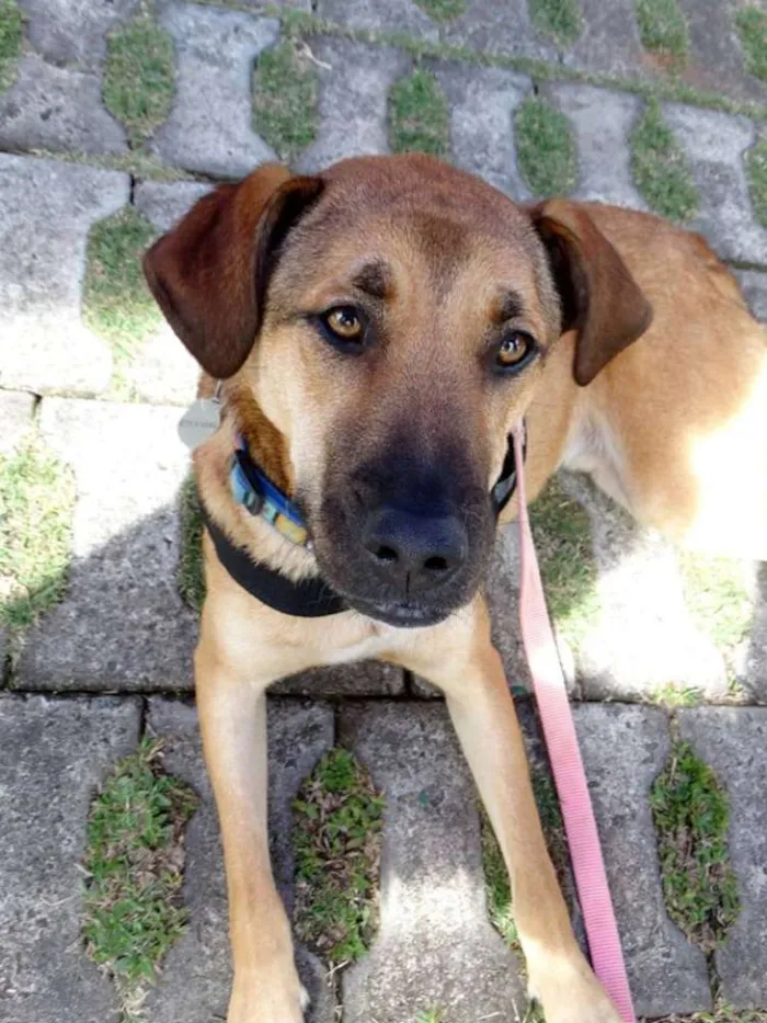 Cachorro ra a SRD idade 2 anos nome Rufus