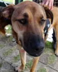 Rufus