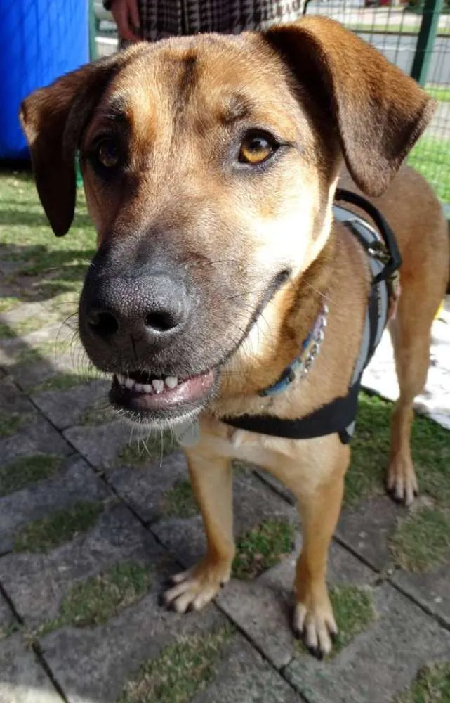 Cachorro ra a SRD idade 2 anos nome Rufus