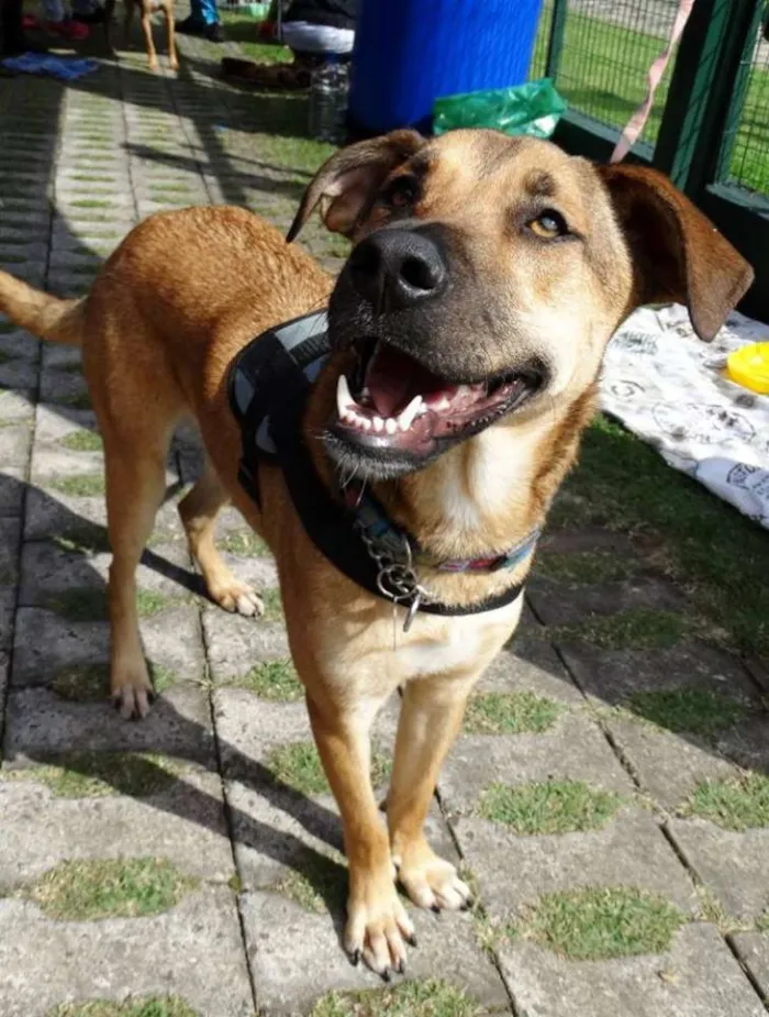 Cachorro ra a SRD idade 2 anos nome Rufus