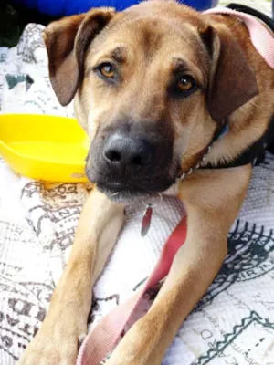 Cachorro raça SRD idade 2 anos nome Rufus
