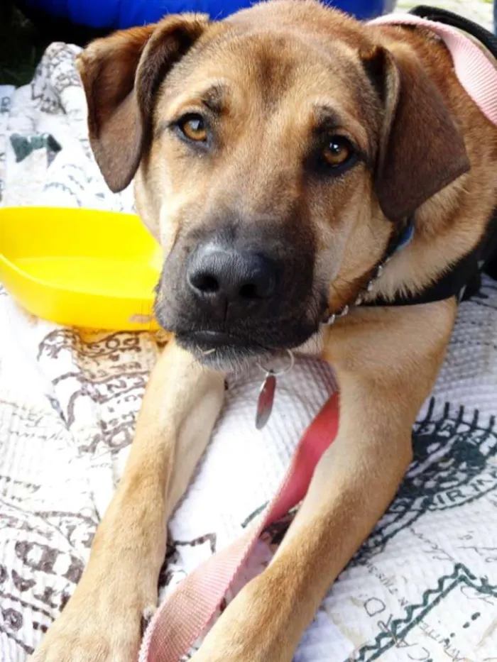 Cachorro ra a SRD idade 2 anos nome Rufus