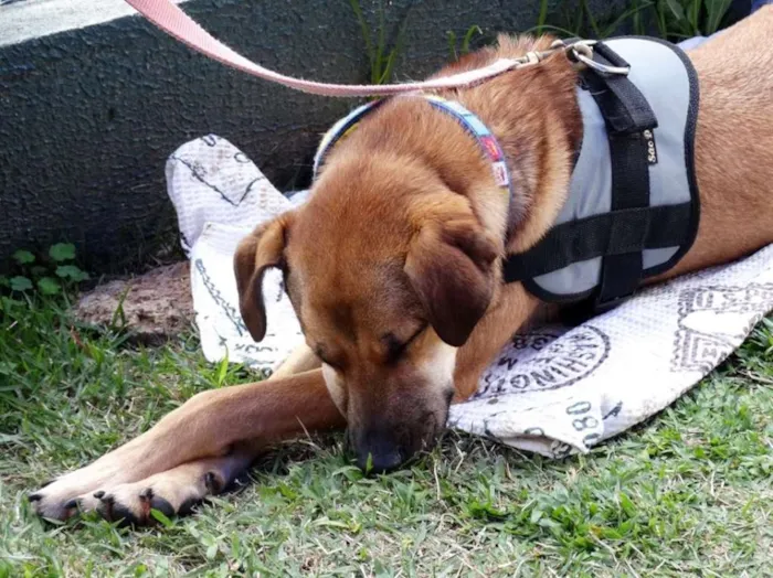 Cachorro ra a SRD idade 2 anos nome Rufus
