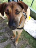 Rufus