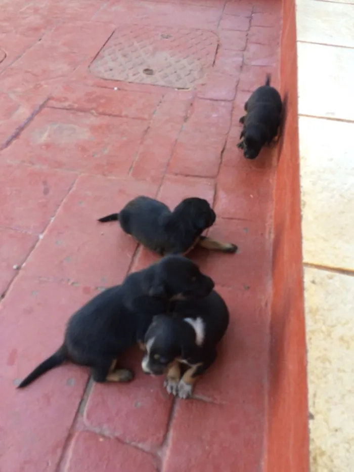 Cachorro ra a Indefinida idade Abaixo de 2 meses nome Sem nomes