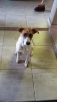 perola