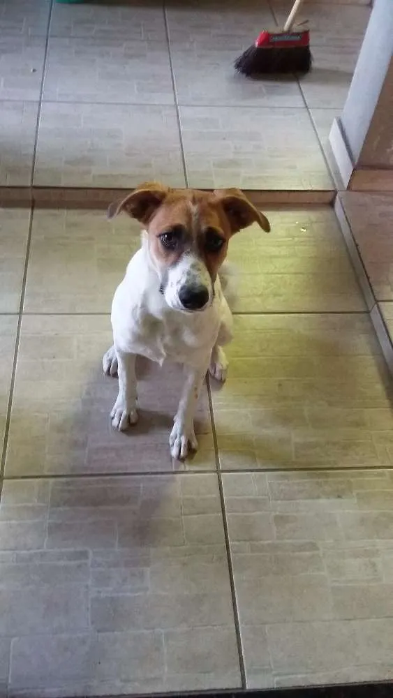 Cachorro raça MESTIÇA idade  nome perola