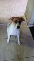 perola