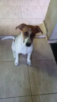 perola