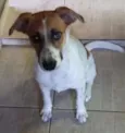 perola