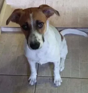 Cachorro raça MESTIÇA idade  nome perola