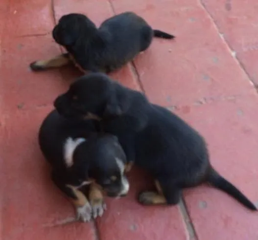 Cachorro ra a Indefinida idade Abaixo de 2 meses nome Sem nomes