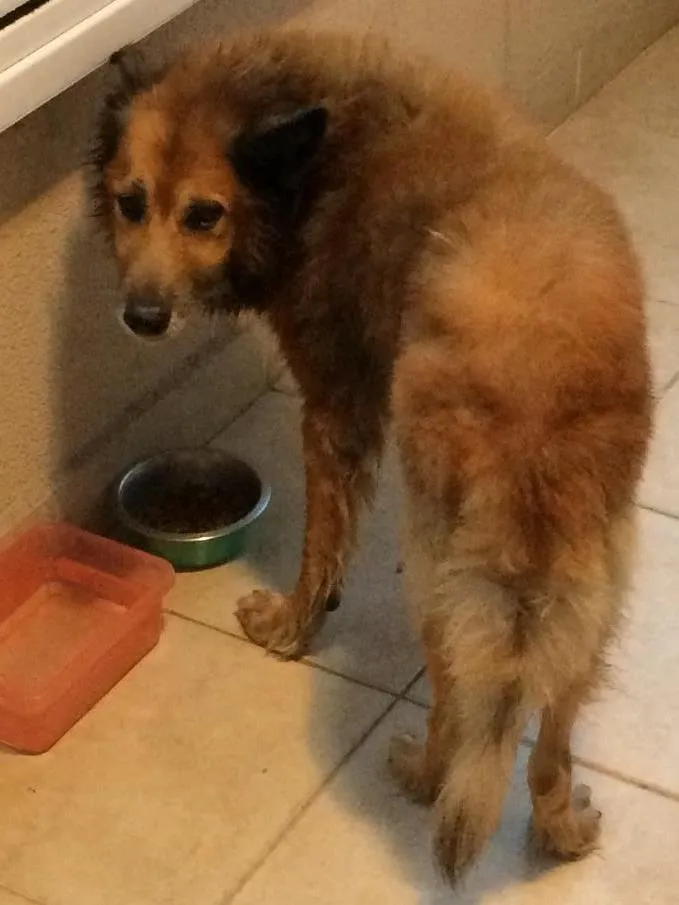 Cachorro ra a Pastor alemão - mistura idade 6 ou mais anos nome Urso 