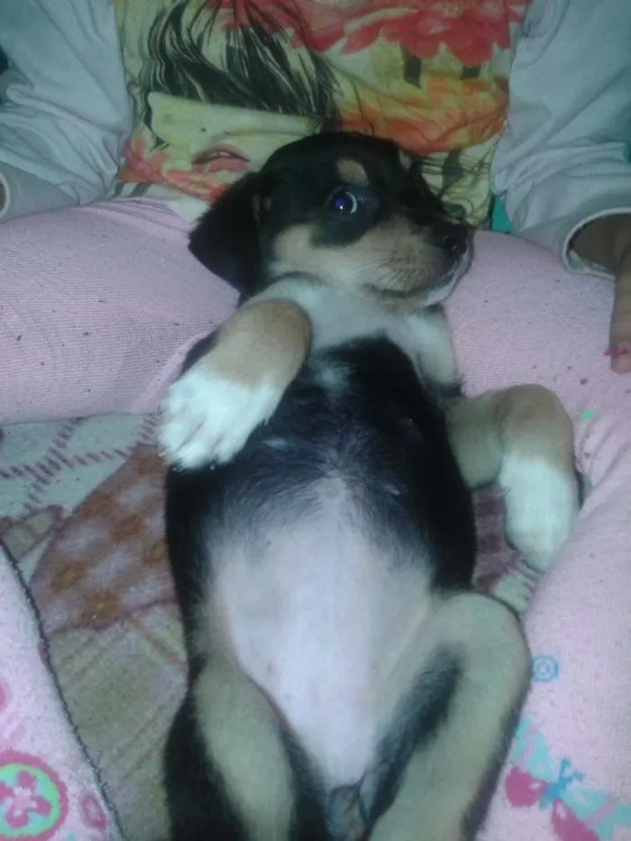 Cachorro ra a  idade 2 a 6 meses nome belinha