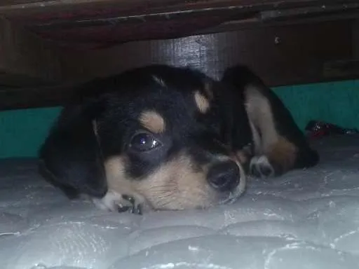 Cachorro ra a  idade 2 a 6 meses nome belinha