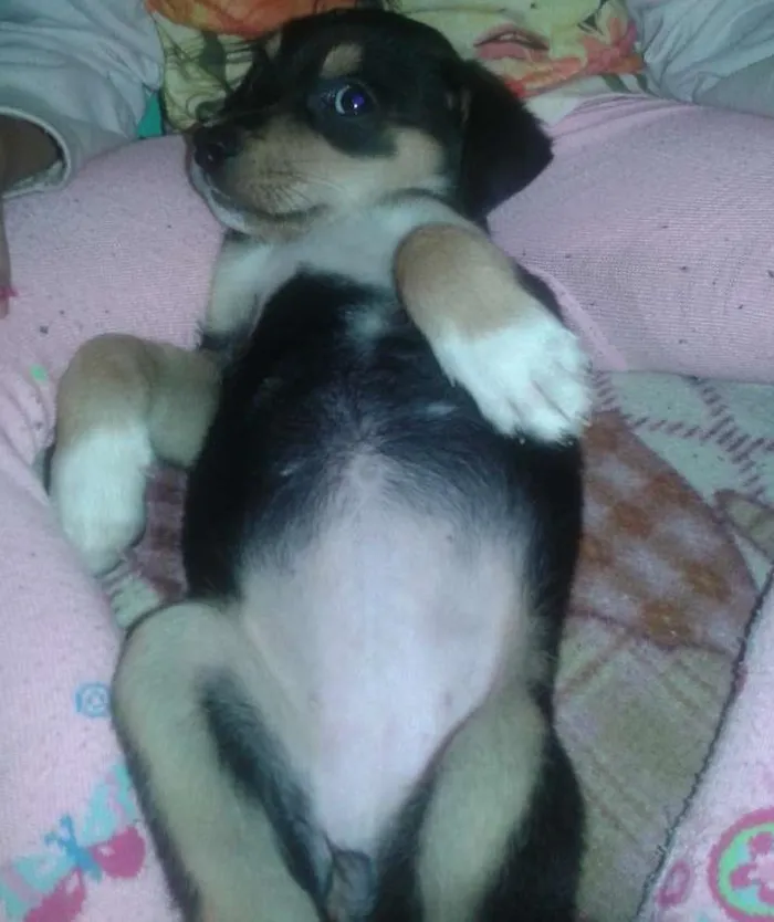 Cachorro ra a  idade 2 a 6 meses nome belinha