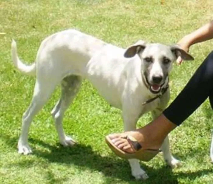 Cachorro raça  idade Abaixo de 2 meses nome Filhotes