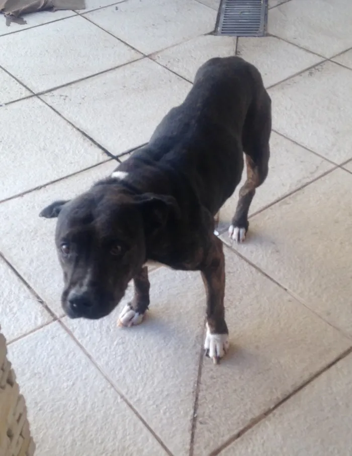 Cachorro ra a Não tem idade 6 ou mais anos nome Pandora 