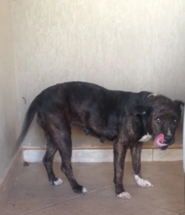 Cachorro ra a Não tem idade 6 ou mais anos nome Pandora 