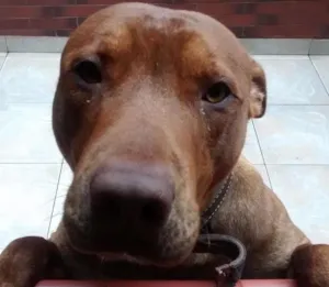 Cachorro raça Pit-Bull idade 1 ano nome King