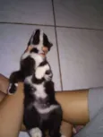SN