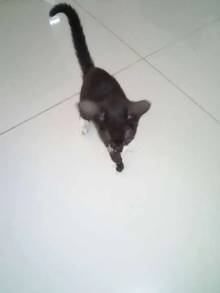 Gato ra a mestiço idade Abaixo de 2 meses nome SN