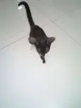 SN