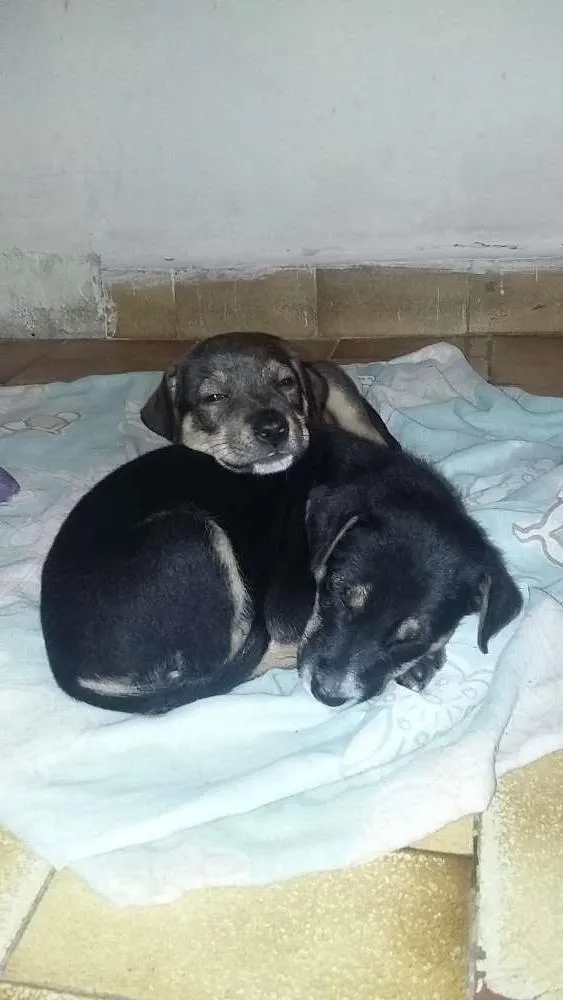 Cachorro raça  idade Abaixo de 2 meses nome sem nome