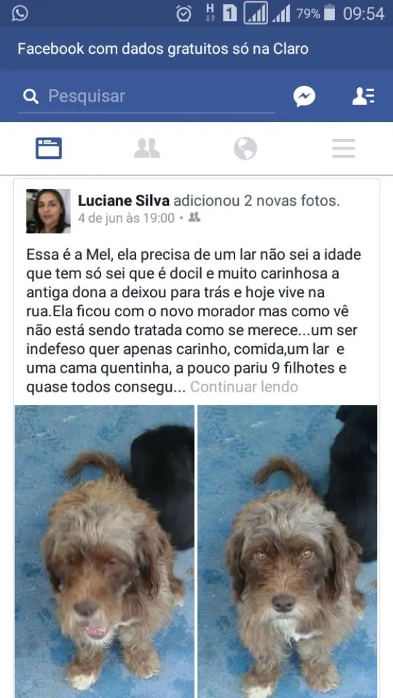 Cachorro ra a SRD idade 1 ano nome Sem nome