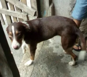 Cachorro raça SRD  idade 1 ano nome Sem nome 