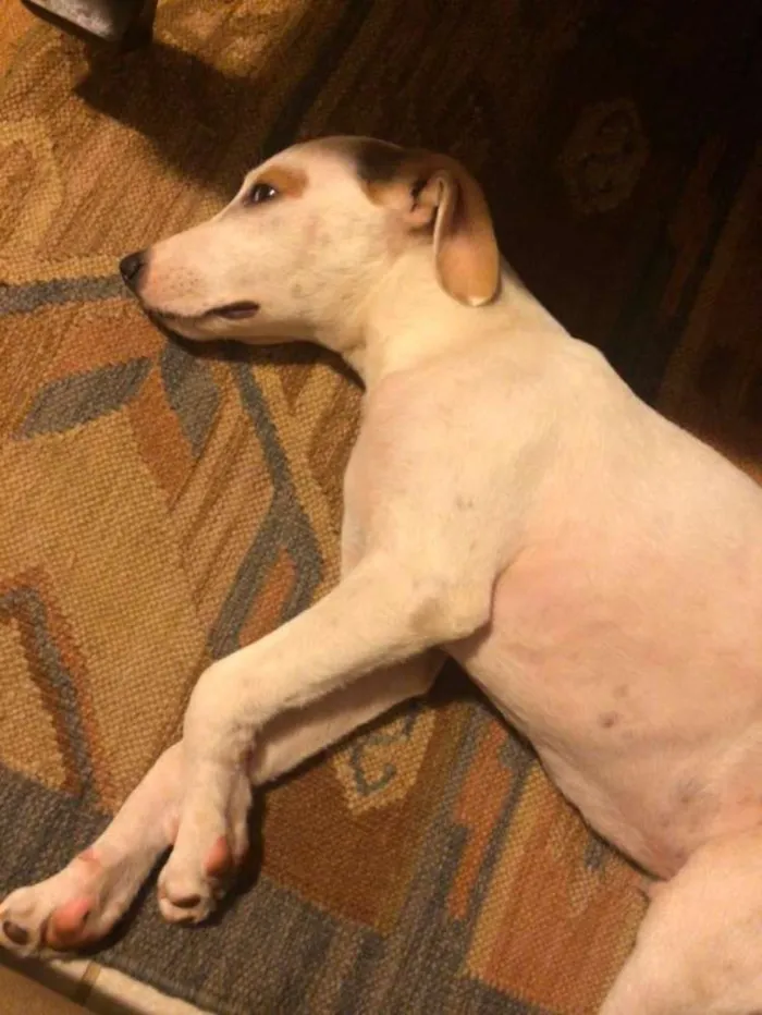 Cachorro ra a indefinida idade 7 a 11 meses nome Steve