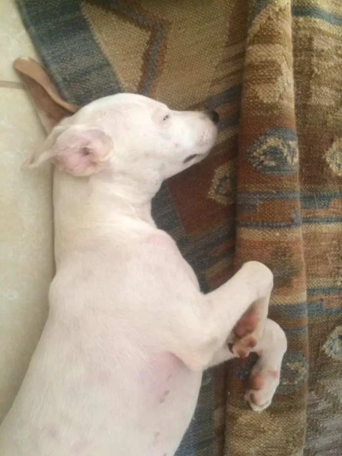 Cachorro ra a indefinida idade 7 a 11 meses nome Steve