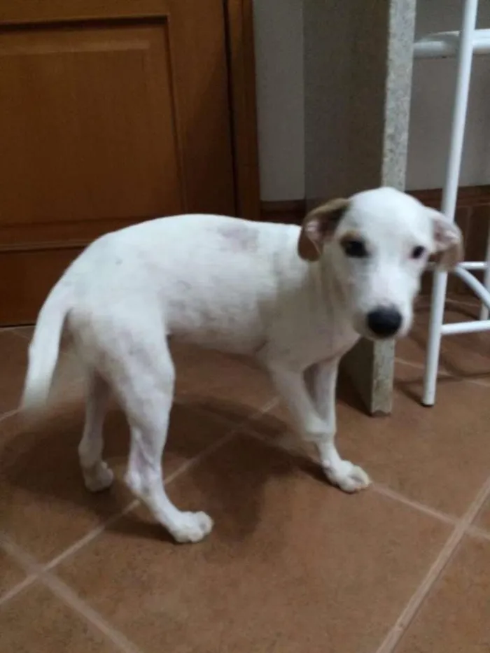 Cachorro ra a indefinida idade 7 a 11 meses nome Steve