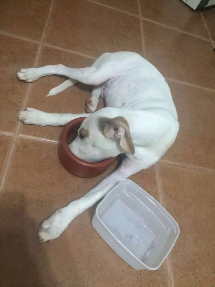 Cachorro ra a indefinida idade 7 a 11 meses nome Steve