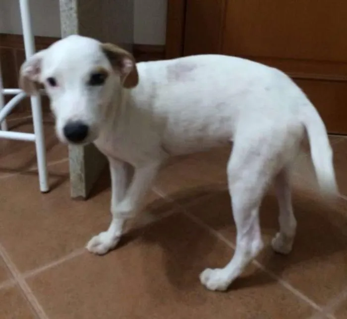 Cachorro ra a indefinida idade 7 a 11 meses nome Steve