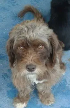 Cachorro raça SRD idade 1 ano nome Sem nome