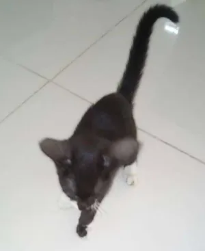 Gato raça mestiço idade Abaixo de 2 meses nome SN