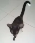 SN
