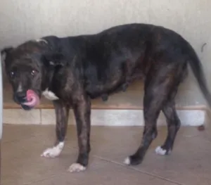 Cachorro raça Não tem idade 6 ou mais anos nome Pandora 