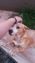 Apolo