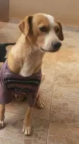 Apolo