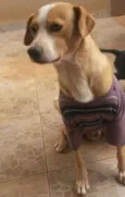 Apolo