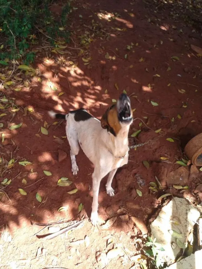 Cachorro ra a vira lata idade 6 ou mais anos nome Princesa