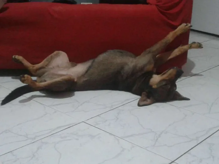 Cachorro ra a Viralata idade 4 anos nome Osama